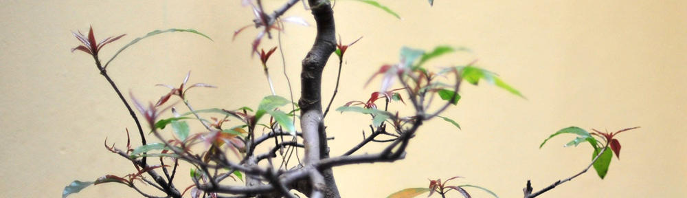 Schulz-Motoren-KFZ.de